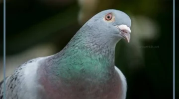 صوت الحمام