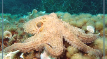 كم ارجل الأخطبوط