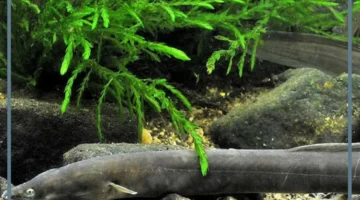 كيف يحفر سمك الجريث في أعماق البحار