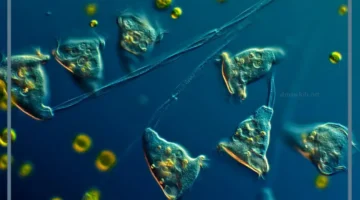 لماذا سميت الطلائعيات بهذا الاسم