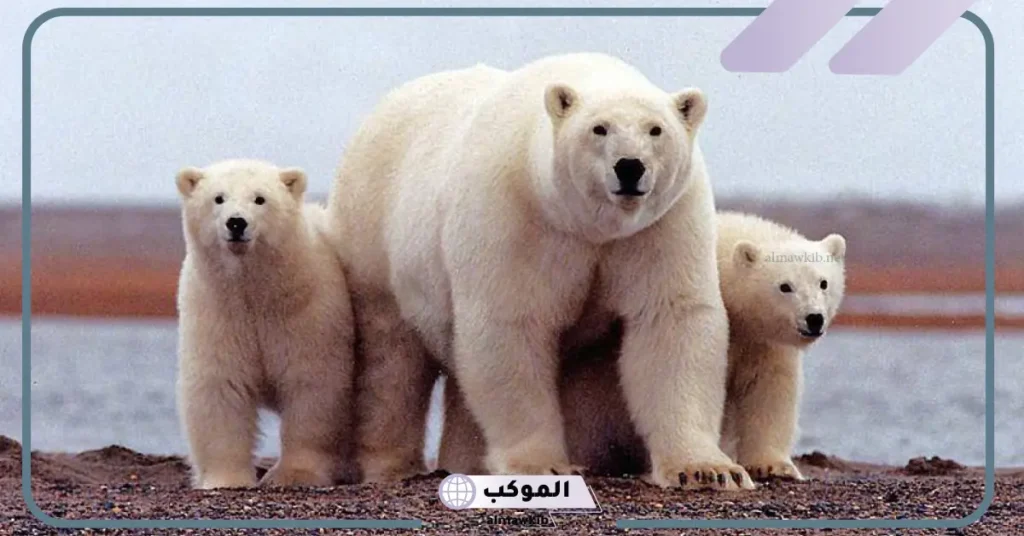 تفسير حلم رؤية الدب في المنام للرجل والمرأة الحامل والعزباء لابن سيرين 6 الدب في المنام للمسحور