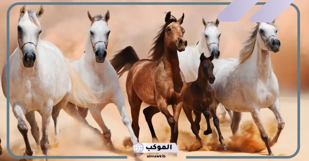 أنواع الخيل الكميت ومعلومات هامة عن حياته 6 الخصائص الجسدية للخيل الكميت
