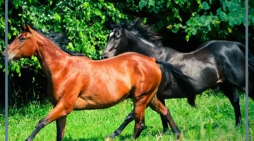 ما هو الكميت؟