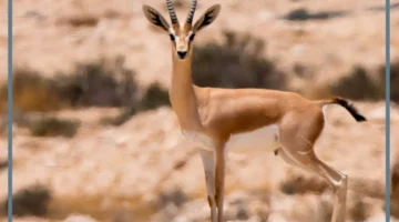 ما هو نداء الغزال