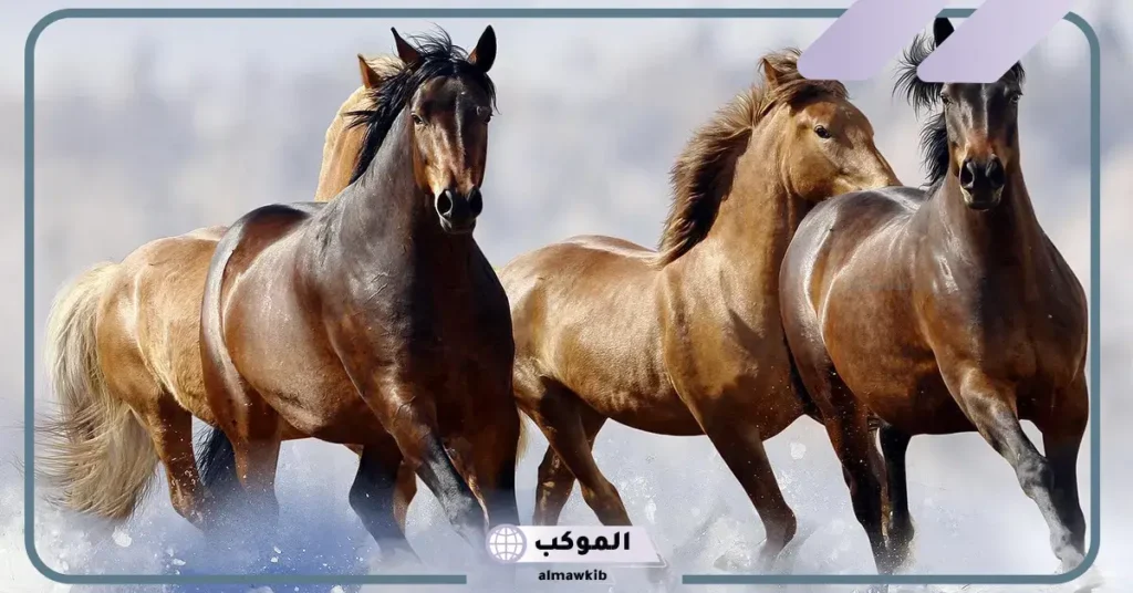 معلومات عن الخيل الهندي.. ما هي أفضل سلالة خيول في العالم؟ 6 ما هي أفضل سلالة خيول في العالم؟