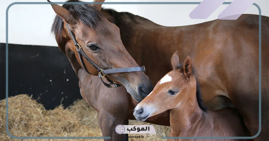 الدورة النزوية لدى الفرس 