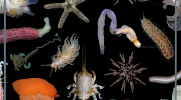 ماذا تعرف عن اللافقاريات