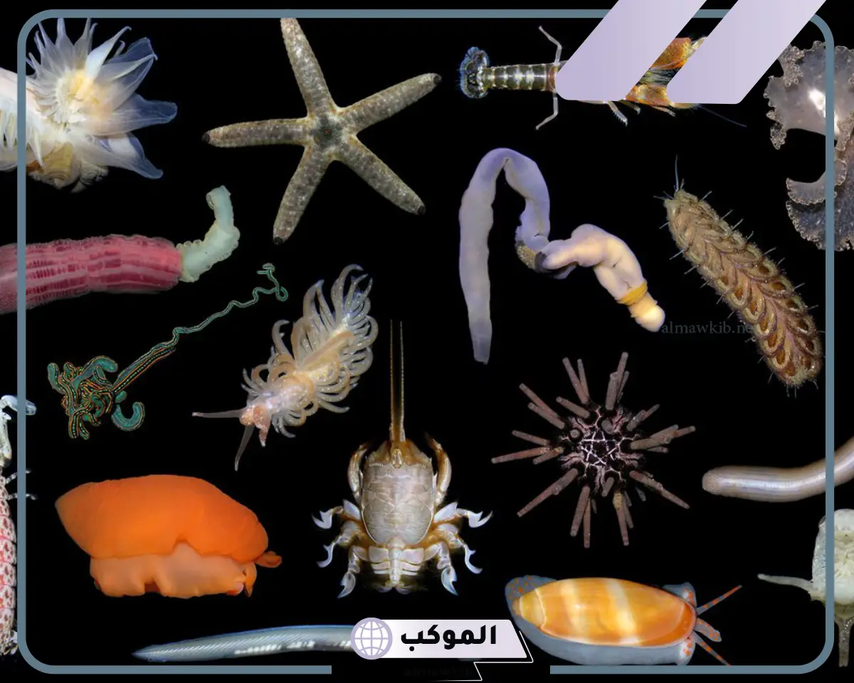 ما هي أكبر شعب اللافقاريات؟