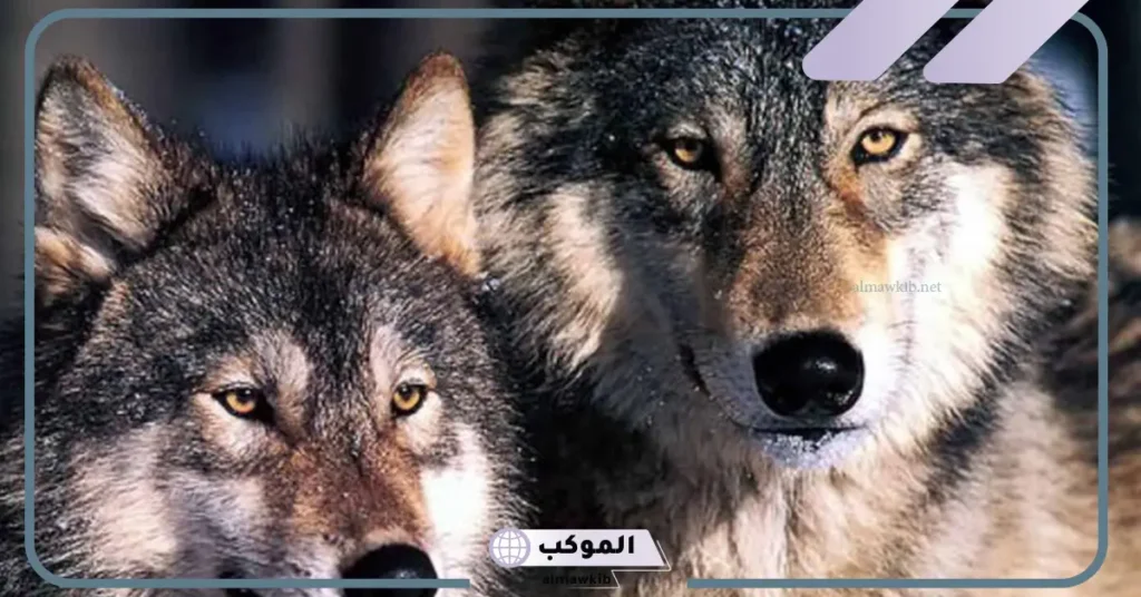 صفات الذئب