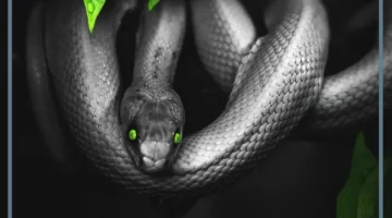 ماذا يعني رؤية الثعبان الأسود في الحلم