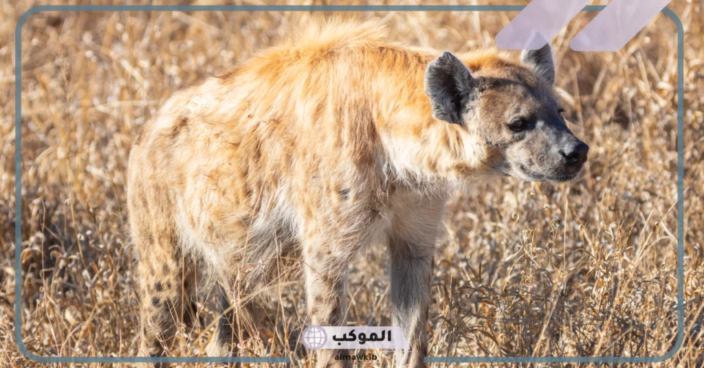 معلومات عن انثى الضبع وصفاتها وطريقة ولادتها 6 كيف تلد أنثى الضبع