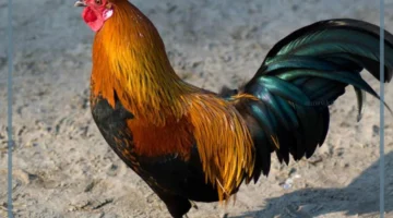 معنى الديك في الحلم