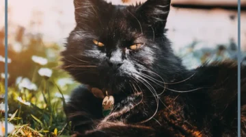 معنى رؤية قطة سوداء في الحلم