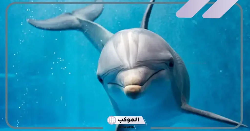 رؤية الدلفين في المنام للمتزوجة