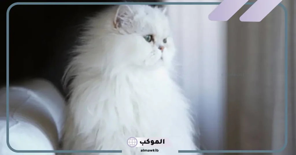 قطة بيضاء في المنام للعزباء