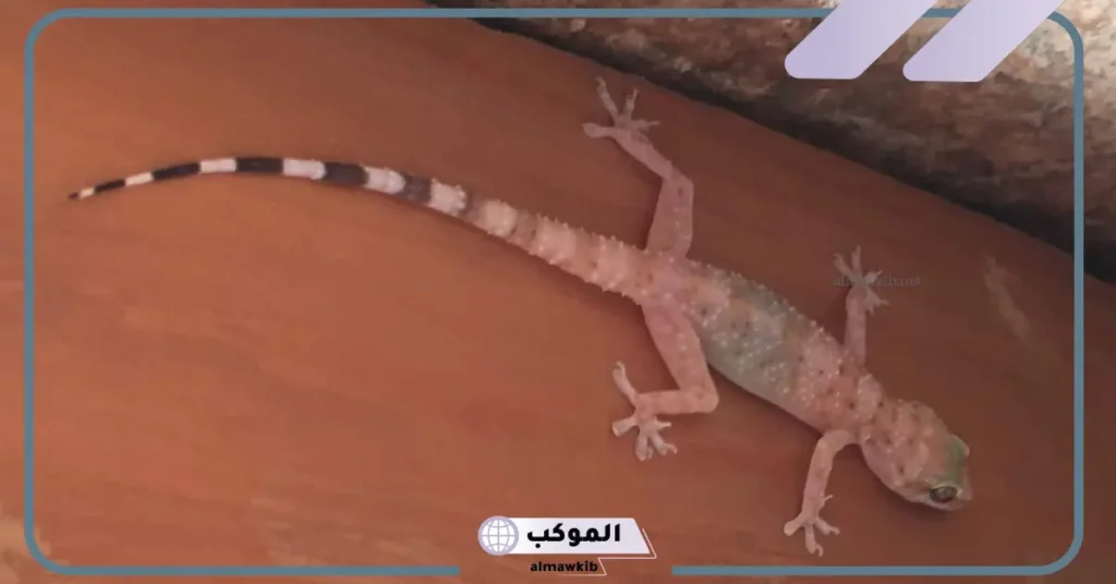 رؤية الوزغ في المنام للعزباء