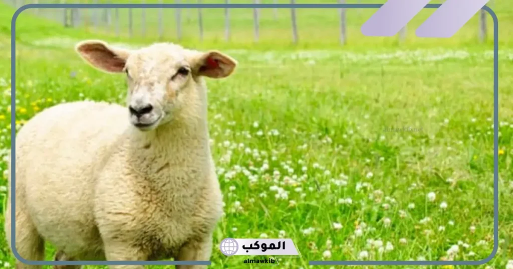 تفسير حلم ذبح الخروف بدون دم للعزباء