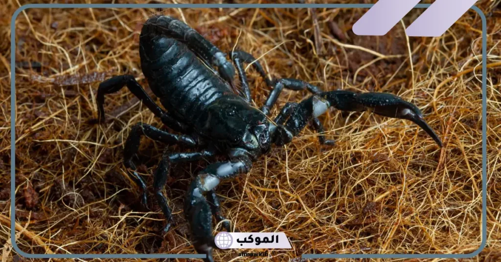 رؤية العقرب الأسود في المنام للمتزوجة