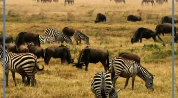 مواصفات مناخ المناطق العشبية