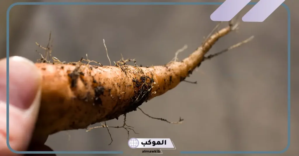 انواع الجذور في النبات وأشكالها.. تحورات الجذور في النبات 6 نباتات لها جذور درنية