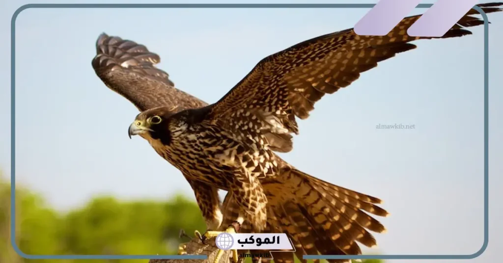 تفسير حلم صيد الصقر باليد