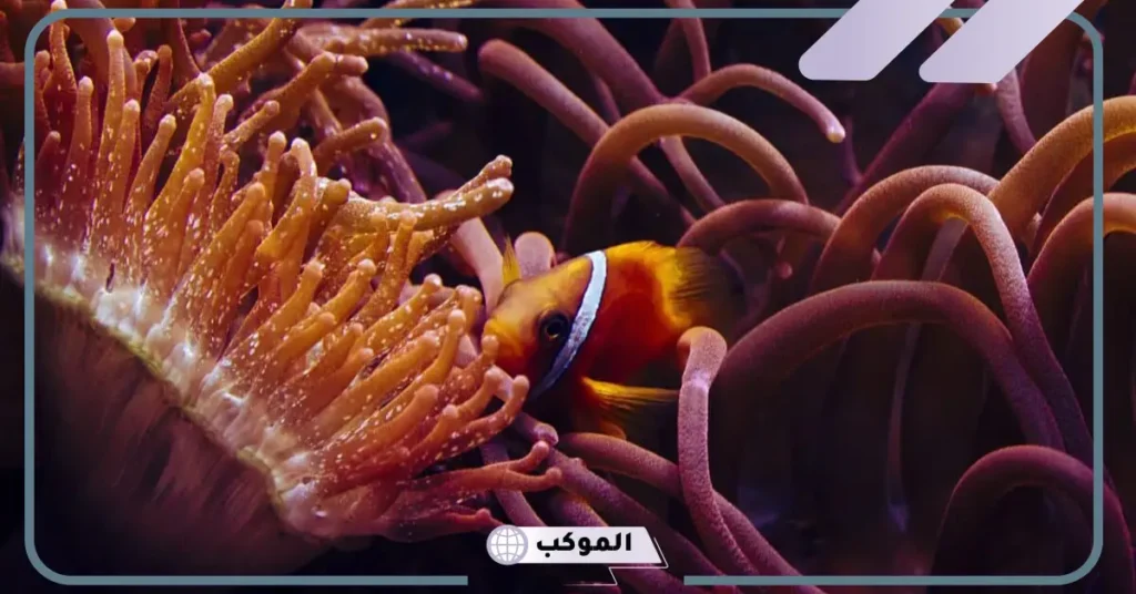 معلومات عن شقائق النعمان البحرية.. لماذا سميت شقائق النعمان بهذا الاسم؟ 6 دورة حياة شقائق النعمان