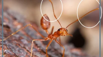 وظيفة الاستشعار