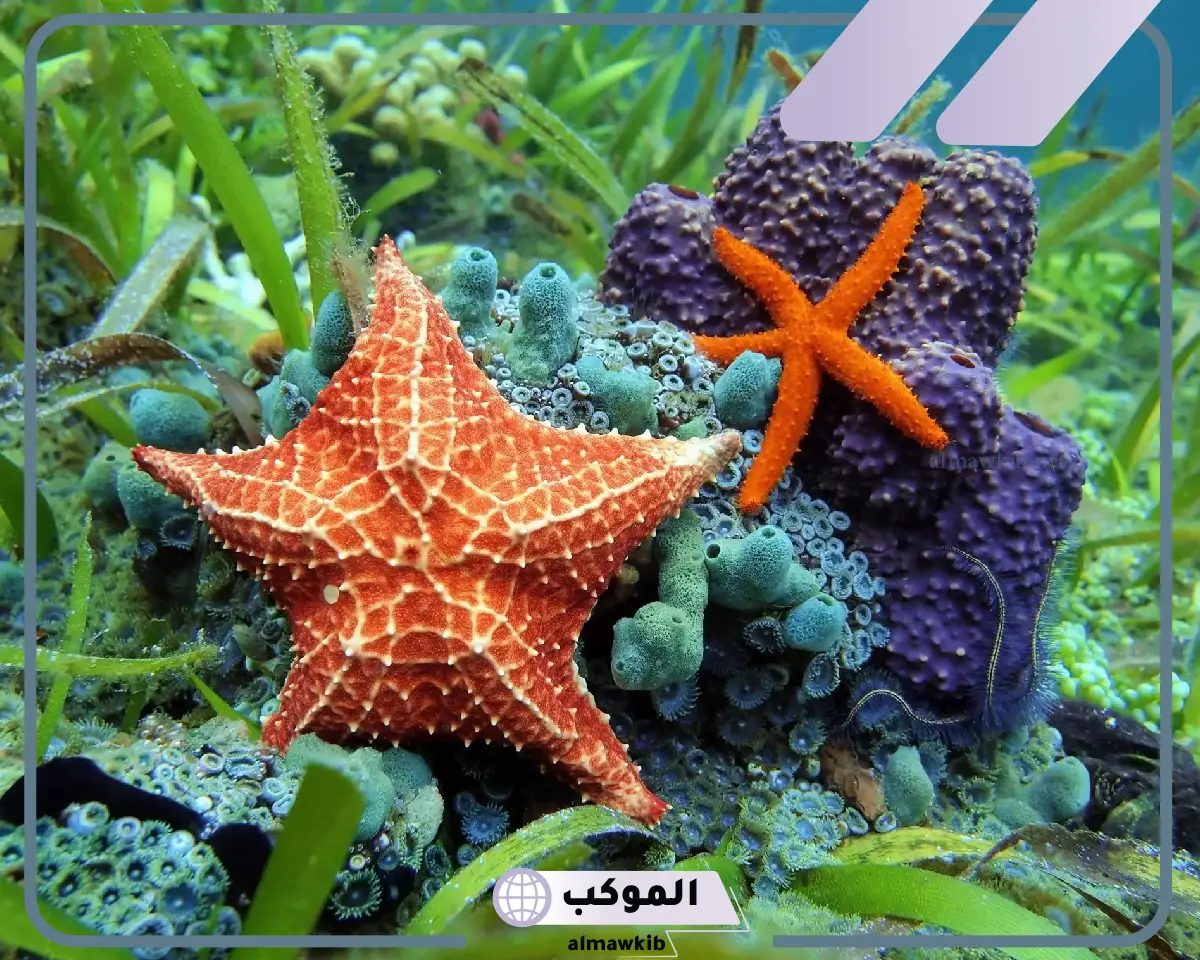 معلومات عن نجم البحر وحياته