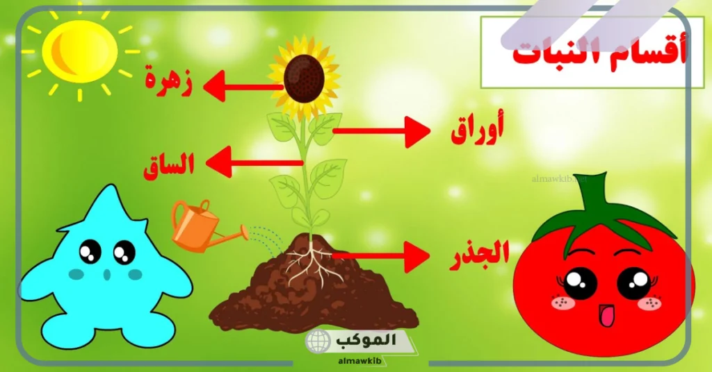 ما وظائف اجزاء النباتات وما دورها؟ معلومات عن أجزاء النبات 6 أجزاء النبات بالانجليزي