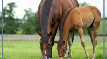 أطول مدة حمل للحيوان