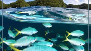 أمثلة على الكائنات البحرية