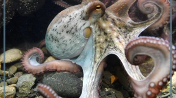 أنواع اللافقاريات