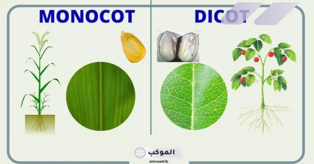 خصائص نباتات ذوات الفلقتين.. جدول مقارنة بين ذوات الفلقة والفلقتين 5 هل البرتقال من ذوات الفلقتين