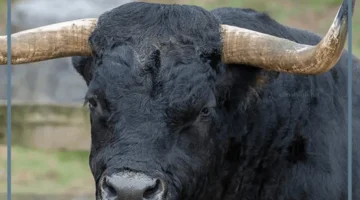 أهم المعلومات حول الثور