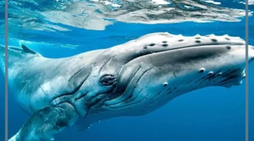 إلى ماذا يرمز القرش؟