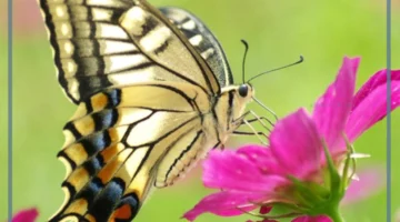 اسم ذكر الفراشة