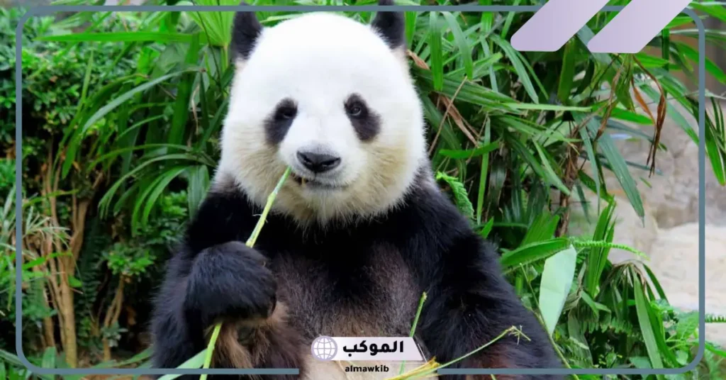 معلومات عن الباندا وحياتها.. ماذا يأكل الباندا وأين يعيش؟ 6 ماذا يأكل الباندا