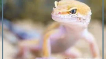 البرص في المنام