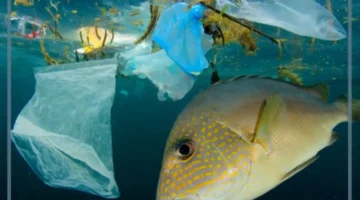 التلوث المائي أسبابه