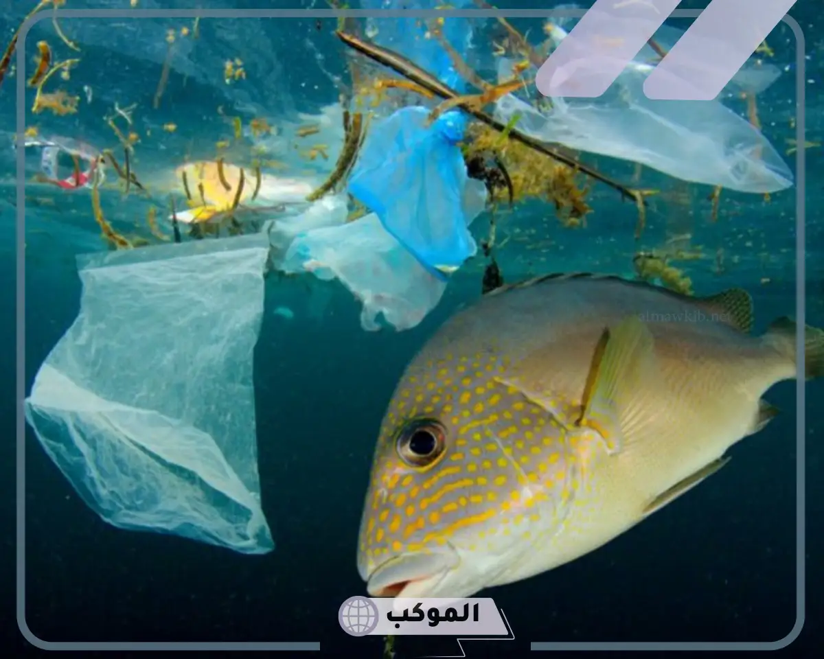 من اضرار التلوث القضاء على الاحياء البحرية من اسماك ونباتات