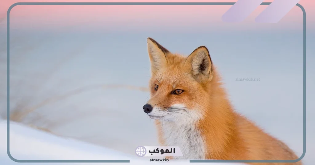 انواع الثعالب ومعلومات وحقائق عن حياتها 6 معلومات عن حياة الثعالب