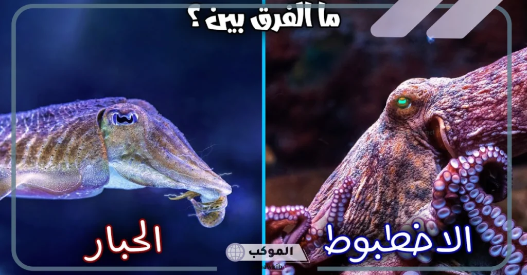شكل الحبار 