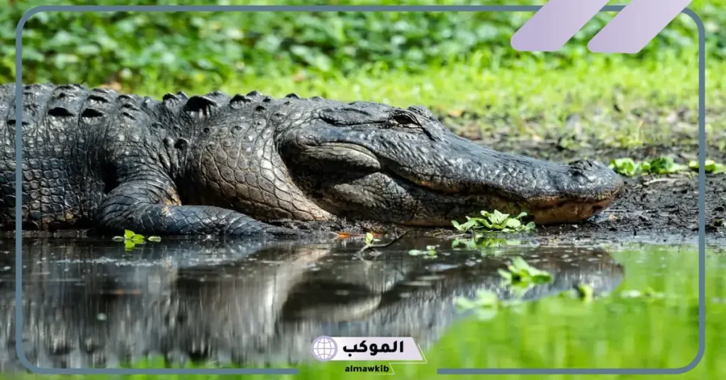 معلومات غريبة عن التمساح