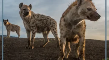 الصوت الذي يصدره الضباع