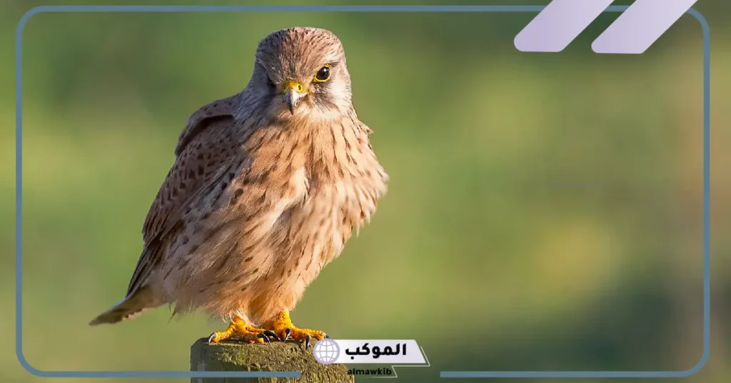 الشيهانة أنثى الصقر