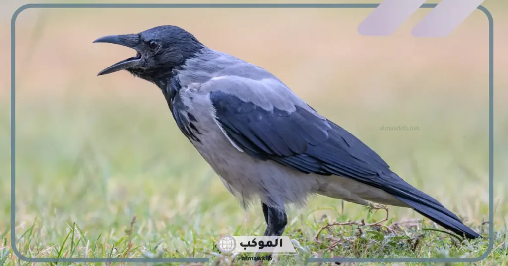 هل صوت الغراب خير أم شر