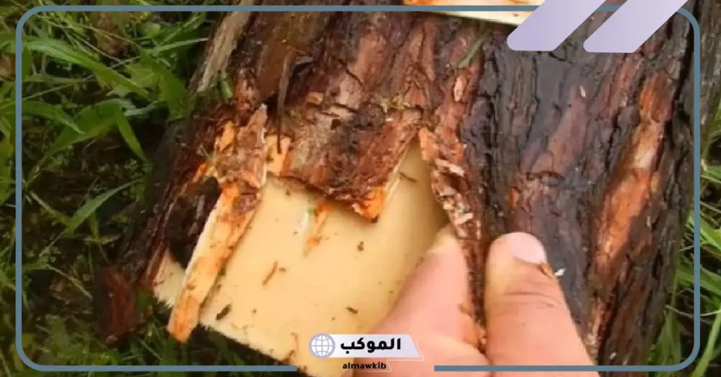 ما هو اللحاء؟ أهم فوائد لحاء الشجر والخشب 6 فوائد لحاء الشجر