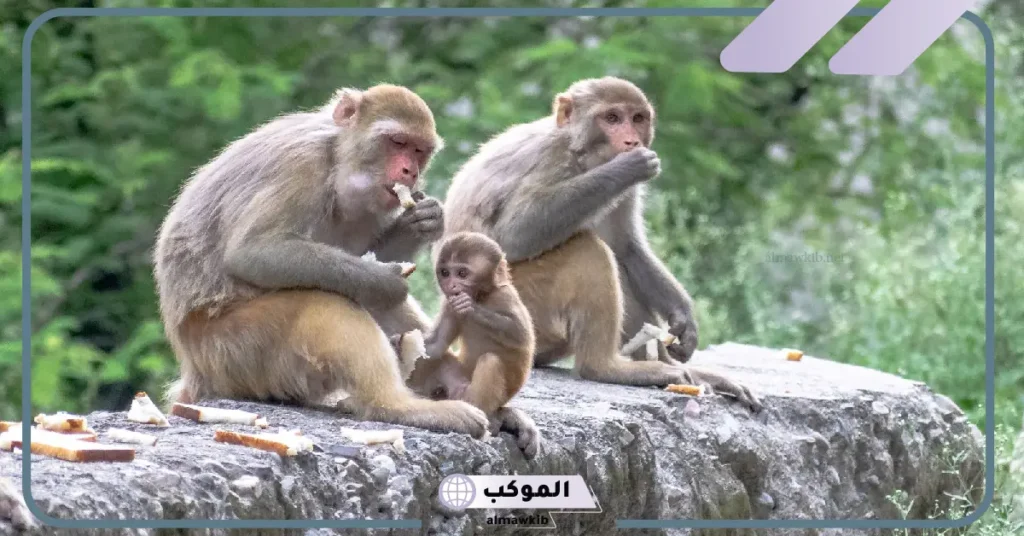 رؤية الهروب من القرد في المنام