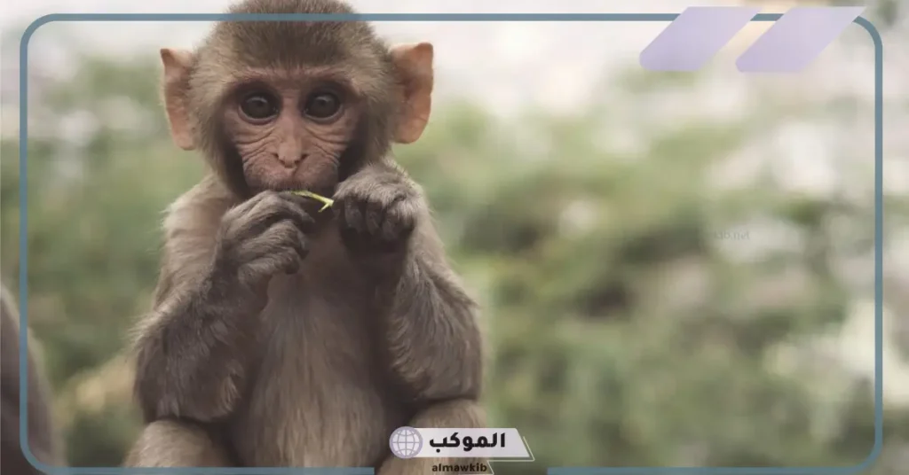 تفسير حلم رؤية قرد يحاول الهجوم للمتزوجة