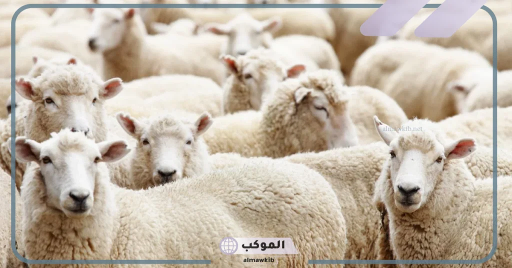 ما هو اسم حظيرة الغنم؟ كيفية بناء حظائر الاغنام 6 كيفية بناء حظائر الاغنام